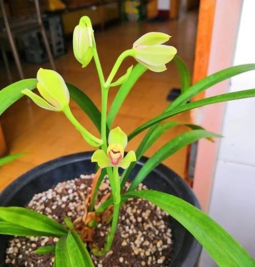  兰花|想养好兰花，下足功夫，掌握方法，长得旺开花多