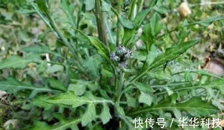 蒲公英|农村的这种野菜,比蒲公英还有营养,却被很多人当野草拔了