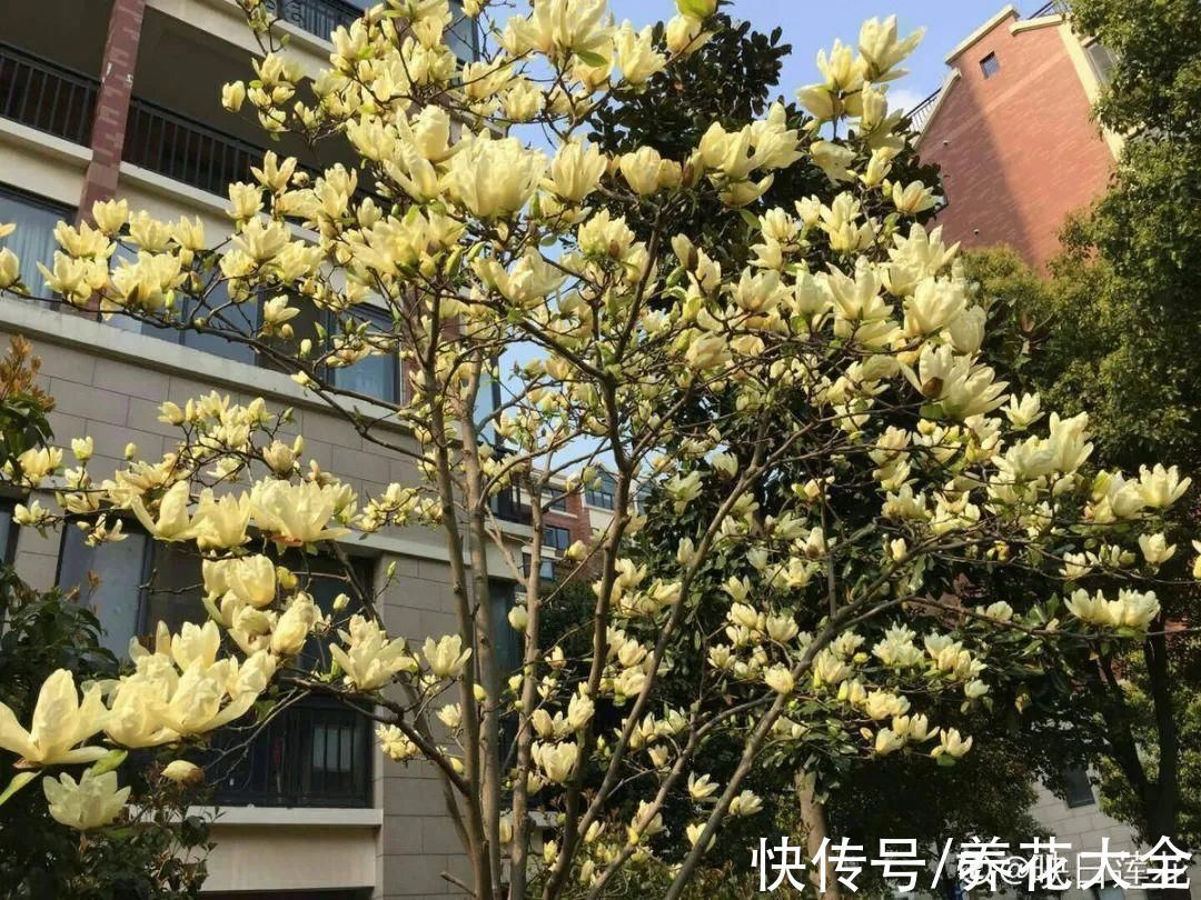 家门口种棵“吉祥花”,满树都开花,还有“镇宅”好兆头