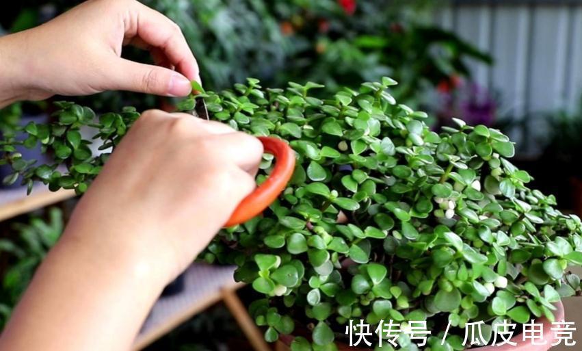 盆景|金枝玉叶盆栽养殖小技巧:日常维护、凹造型,不可忽略!