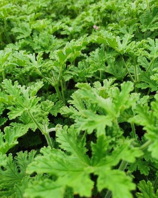 花友们|夏天室外养花,蚊子太多了,种点驱蚊草试试