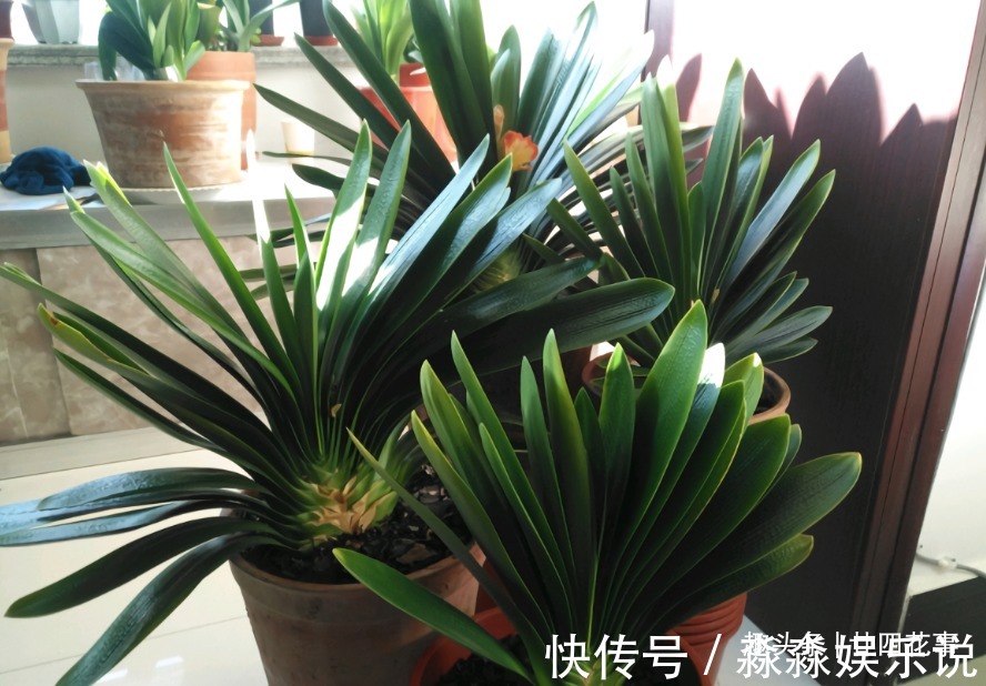 廿六|君子兰夏天易出问题,6个方面做到位,安稳度夏,天凉旺长