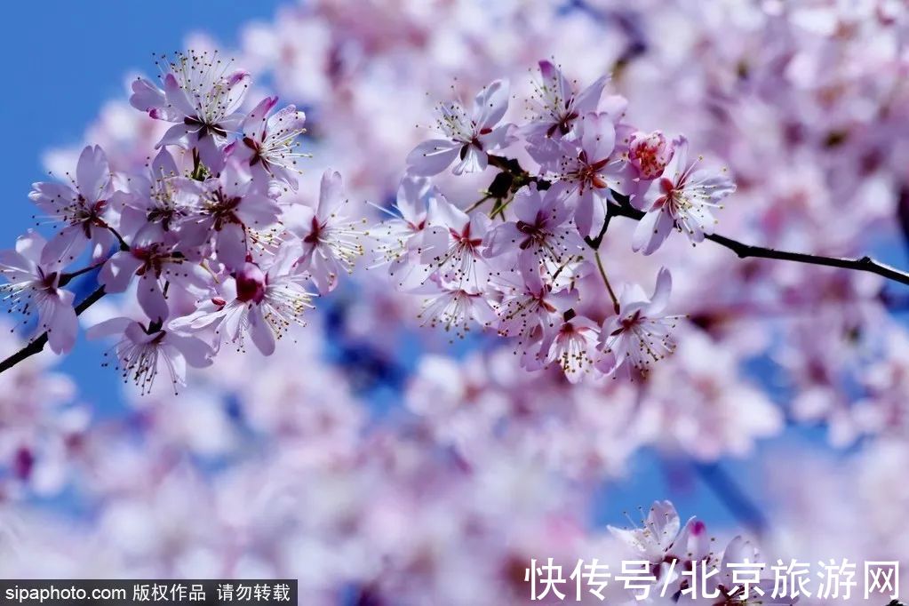 写真|提前收藏！京城早春赏花地图第一波，下个月就出发~