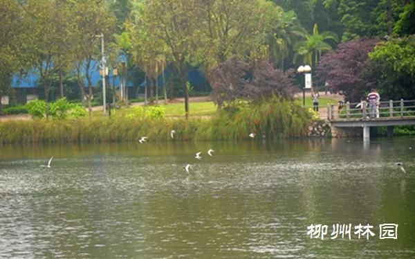 柳州市雀儿山公园首次迎来一群须浮鸥
