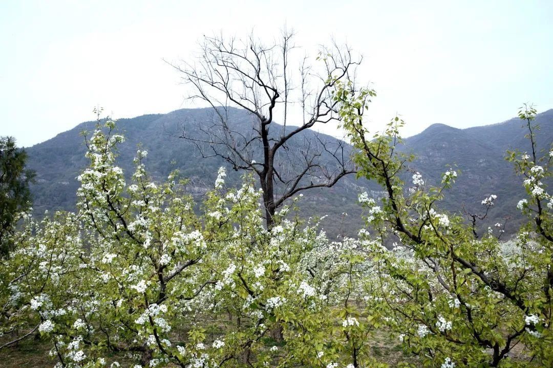 千树万树梨花开，东山梨园飘香