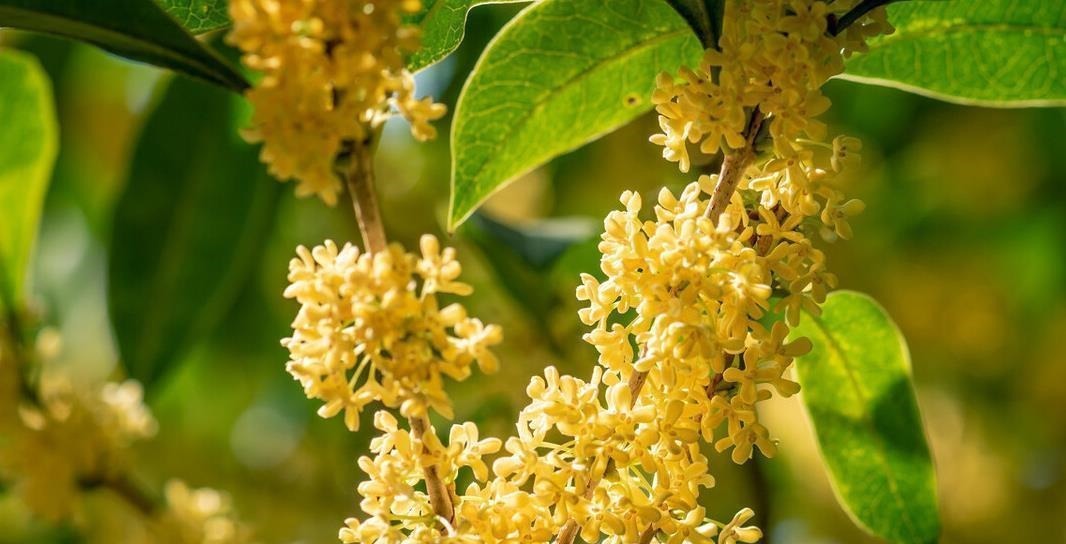 懂花的人，都爱养这5种花，漂亮好养易爆盆，寓意好还养人