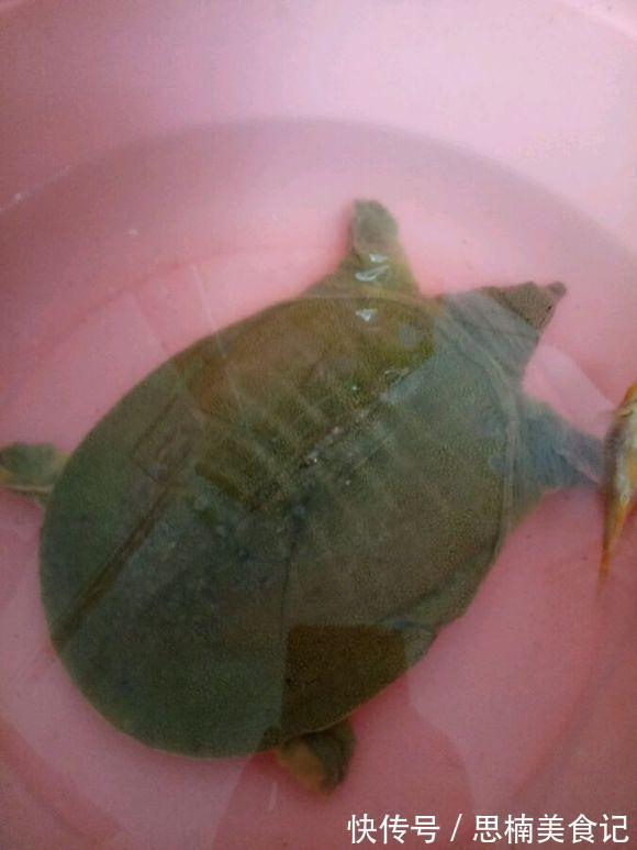 养殖|上海淀山湖,雨中有大甲鱼爬上岸,被钓鱼人捉住,钓鱼人:沉得很