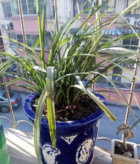 养兰就养“野兰花”,不仅更珍贵,还不需花钱,轻松养出一整盆