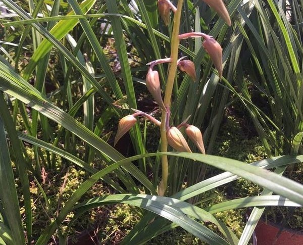 兰花长得慢，1种“果皮”用一用，加上“营养水”，爆盆不停！