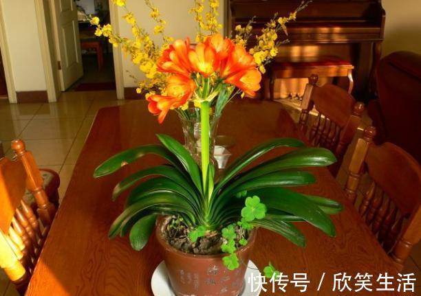 君子兰|盆养君子兰,7天浇一次臭水,保管网格叶油绿、开花多