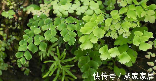 花友|3种有品位,有格调的绿植,养在家里很吸睛