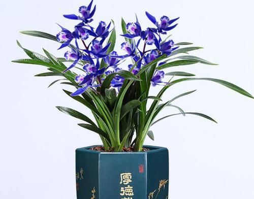  打理|名贵兰花“蓝宝石”，又美又仙，花色新颖，香味扑鼻，好养易打理