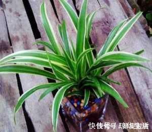 塑料瓶|吊兰长得“太稀、太细”了,给吊兰来上几刀、补点肥,叶子油亮长