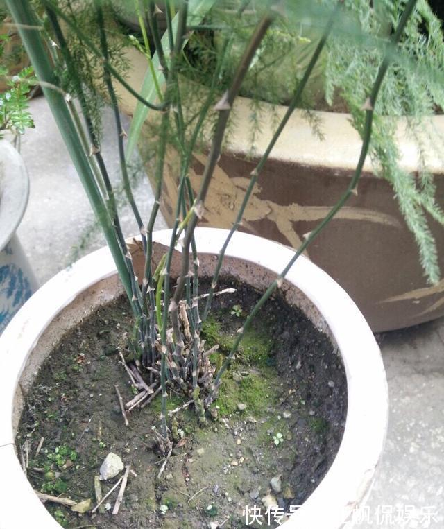 枝条|养文竹,有3个“小方法”,分枝多,叶茂盛,郁郁葱葱长爆盆