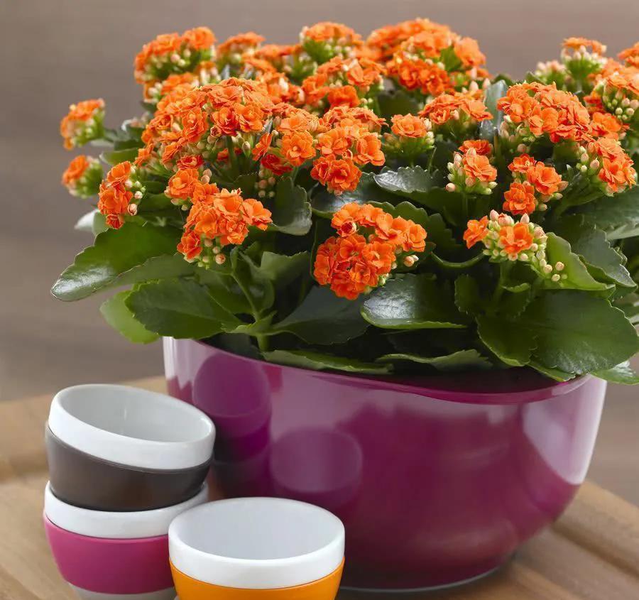 养长寿花要心狠，关进小黑屋，花苞满枝头，让它不开花都难