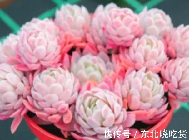 冬天怎么养护多肉冰梅容易出状态,掌握3个方法即可