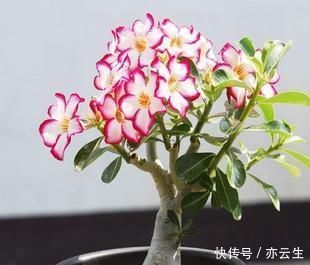 种植|家庭种植的沙漠玫瑰,一直出现掉叶子,也不孕蕾,是什么原因呢