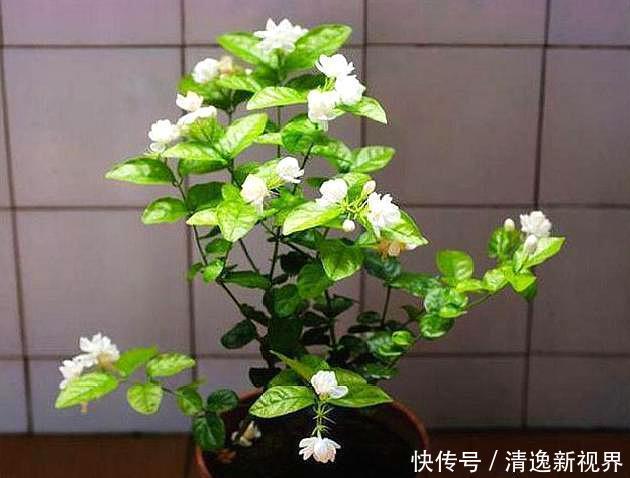 施肥|茉莉花叶片“畸形”不能忽视!消除3个“隐患”,花苞长满枝