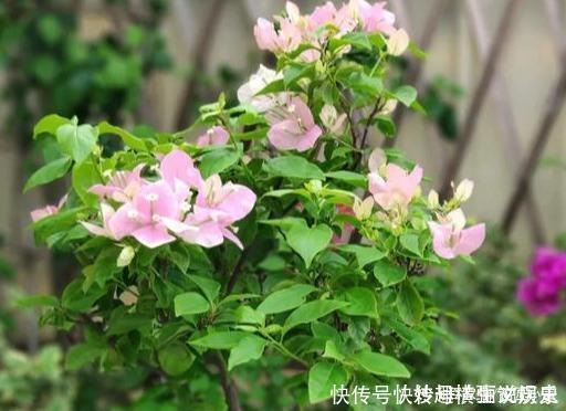 45种三角梅品种,红、橙、黄、绿、白、紫,每一种都很好看!