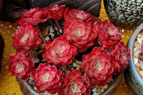 多肉高贵养出状态以后如同气质高雅的贵妇,但养不好就会秒变村姑