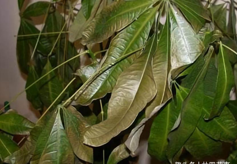 浇水|发财树老黄叶,不只是缺水,主要原因有7个,配图说明一目了然