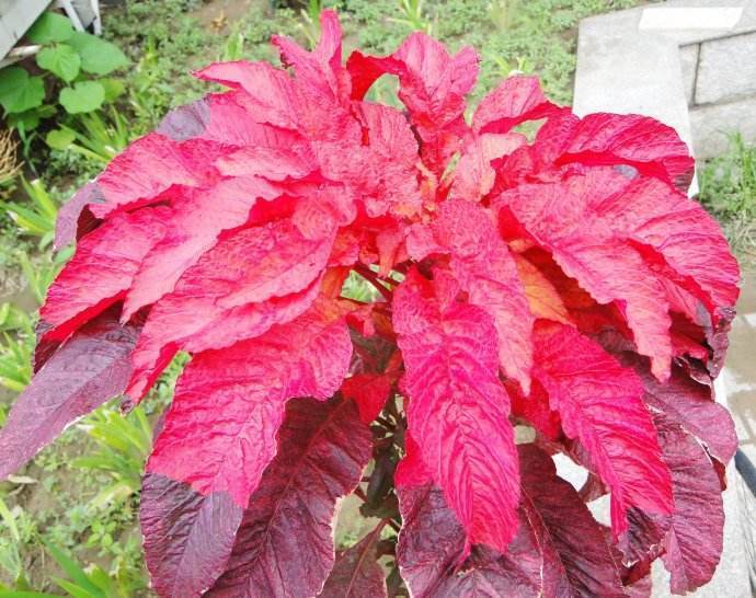 此花硕大深红的花朵 给人感觉像一盆温暖的炉火 象征着炽热的爱 全网搜 此花硕大深红的花朵 给人感觉像一盆温暖的炉火 象征着炽热的爱 全网搜