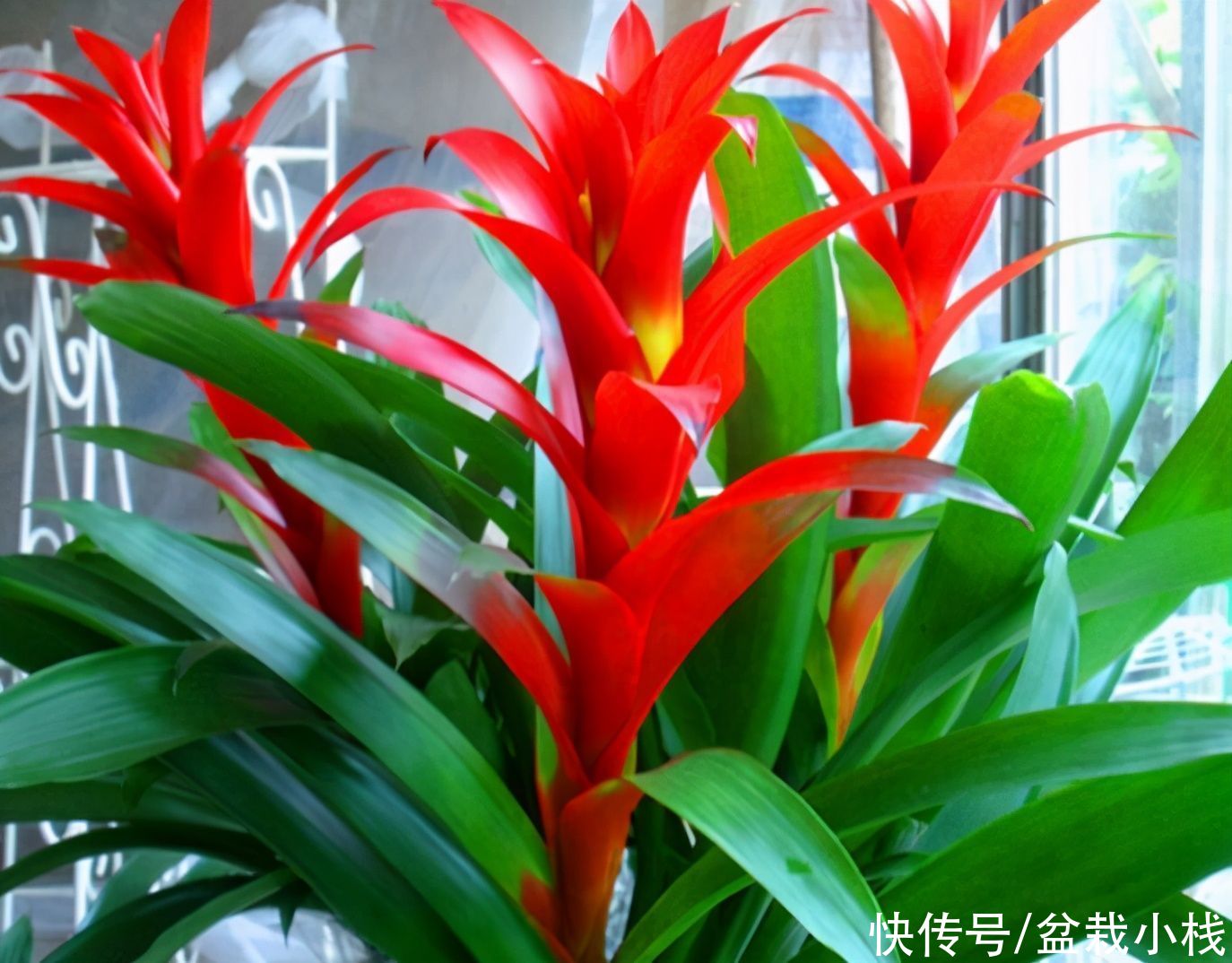 寓意|建议中老年花友：养花就养这4种，寓意是真的好