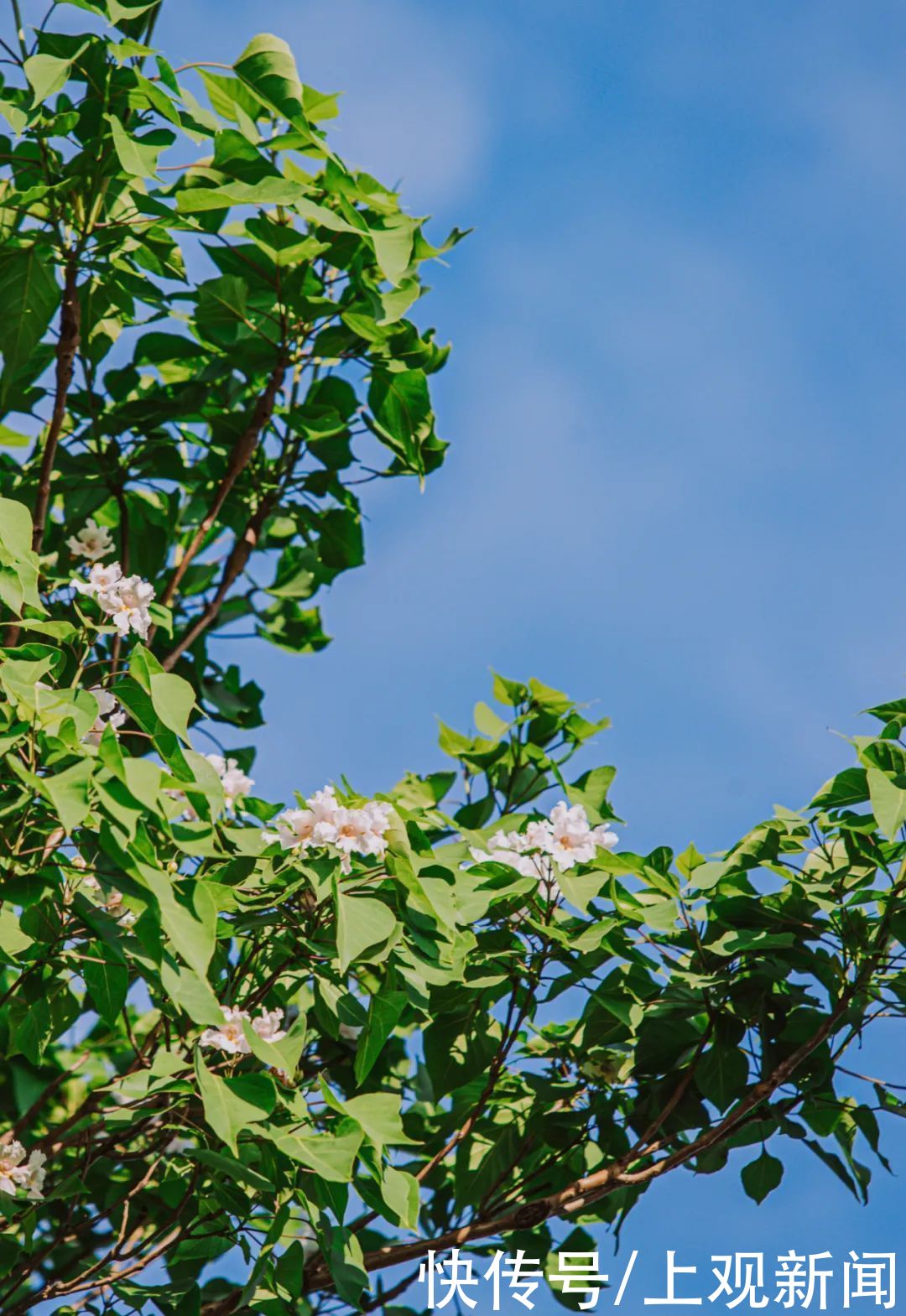 “孤独的树”，开花了