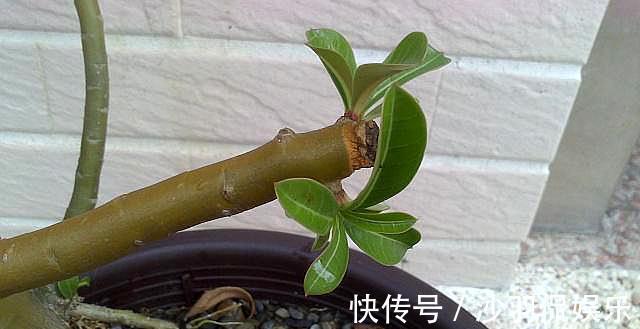 沙漠玫瑰掉光叶子|沙漠玫瑰掉光叶子什么时候发芽注意“几点”，发芽快，长势好！