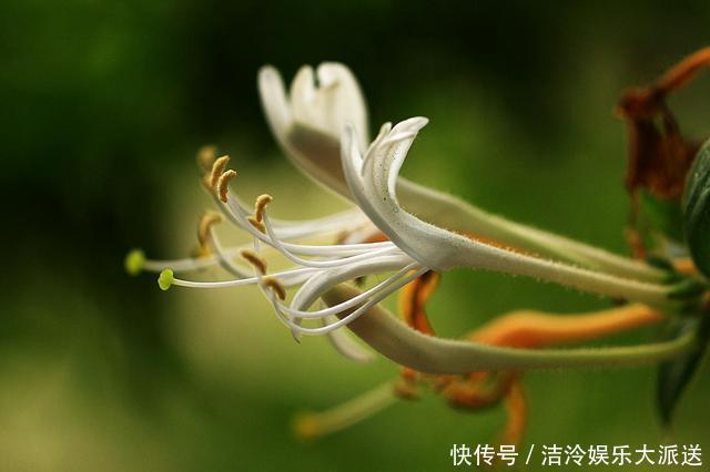 庭院|庭院大要利用，这3种花养起来，好看好养顺着花架爬老高