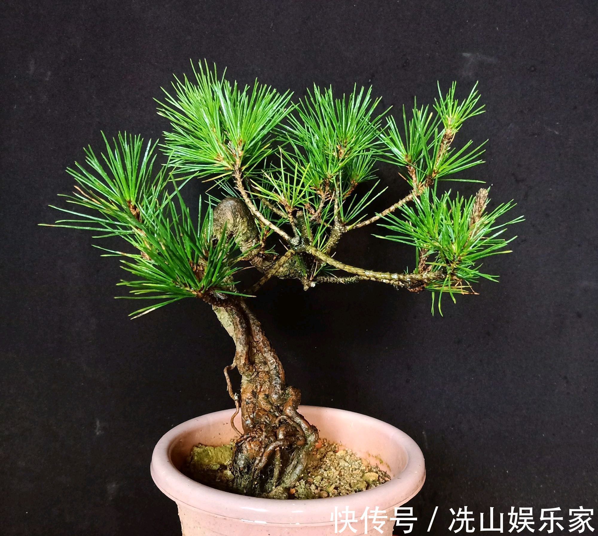 黑松盆景蓄枝让枝条快速增粗的方法摇动枝条增粗法,想多粗都行