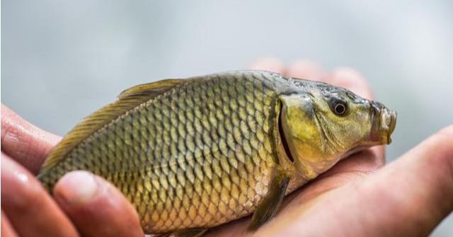 钓鱼高手不会告诉你的诱饵与技巧,小鱼不闹窝,大鱼全上钩!