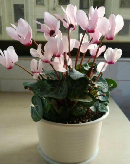 虎皮兰|中秋过后，3种花进入生长快车道，少浇水多晒晒，开花一茬接一茬