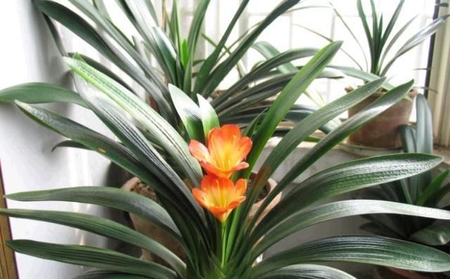 君子兰|王大姐养君子兰,“插”个叶到土里,一盆成10盆,每盆开花都美爆