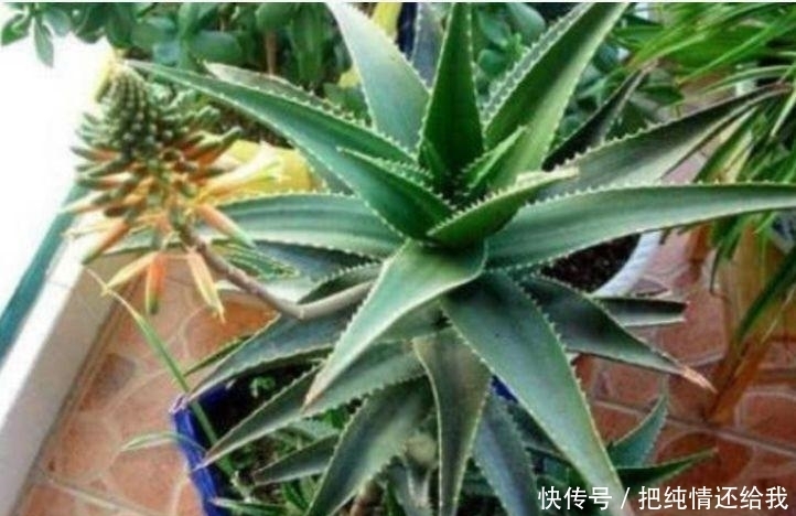 家里有庭院,最适合养3种花,沾土就能活,不易生病好养护