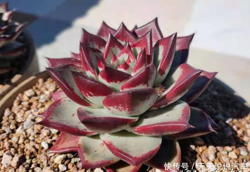 多肉疯长需要修剪吗?不需要,我们做到这几点多肉就能变美会