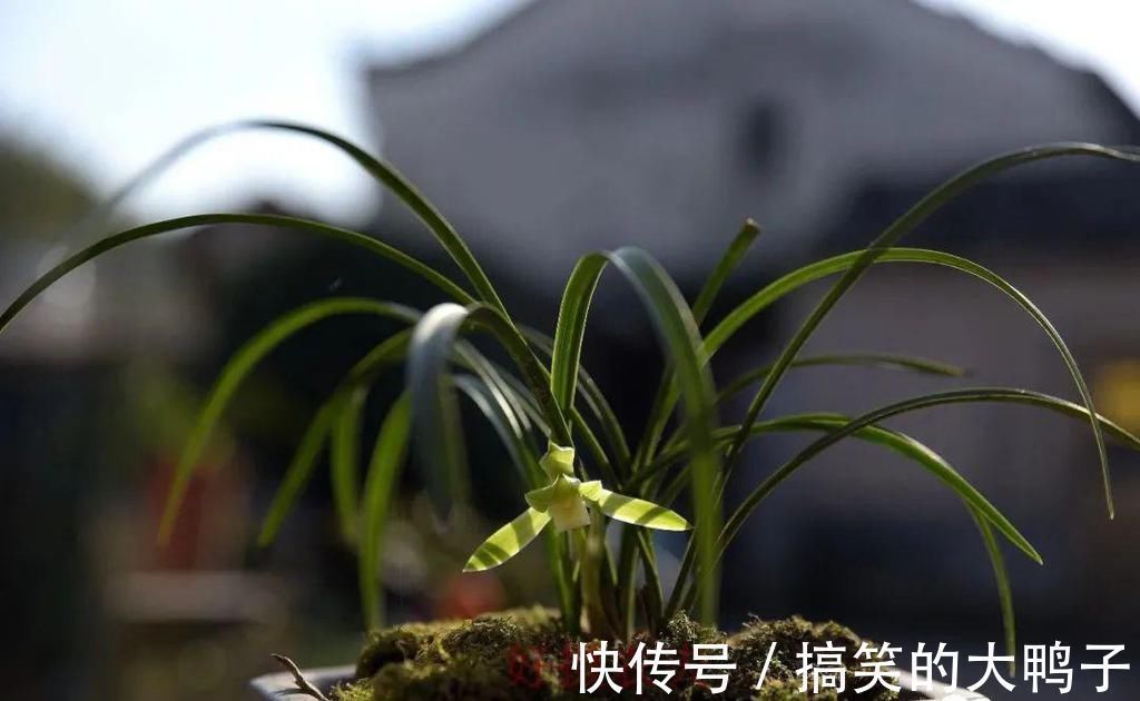 频繁者|兰花几天浇一次水?3天浇一次,和15天浇一次有区别吗