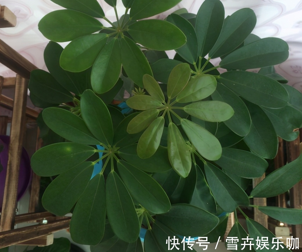 叶片|8种“漂亮花”,个个都是“招财树”,家里养一棵,不愁没钱花