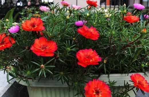 哪些因素会影响花芽的分化，致使植株迟迟不开花？