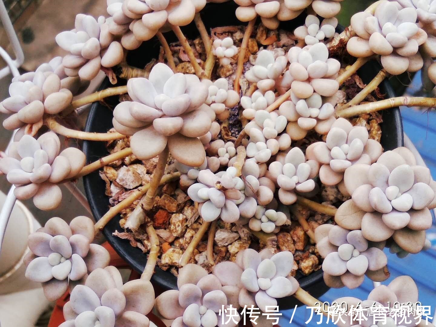 夏季|养多肉7年,我的多肉夏天基本不会出现黑腐,来看看是怎么做到的