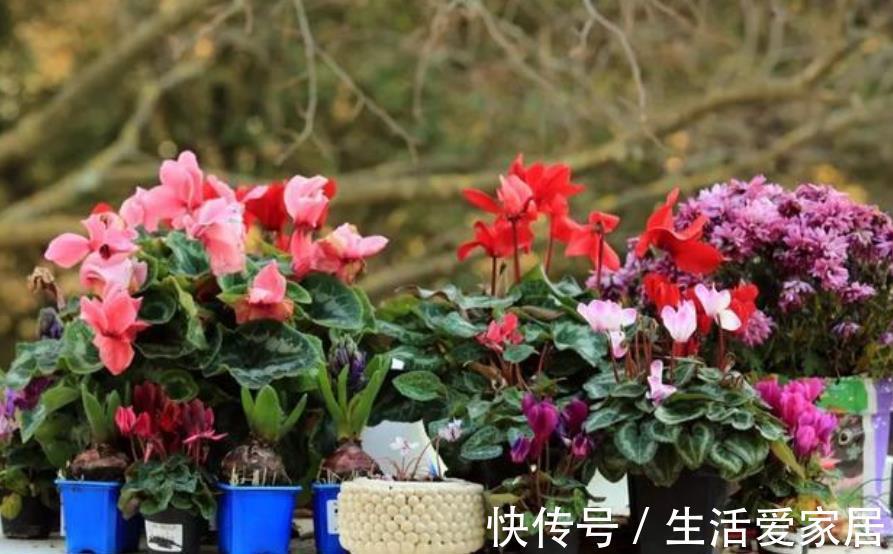 秋天逛花市，5种花值得入手，带回家好养护，皮实健壮开花美