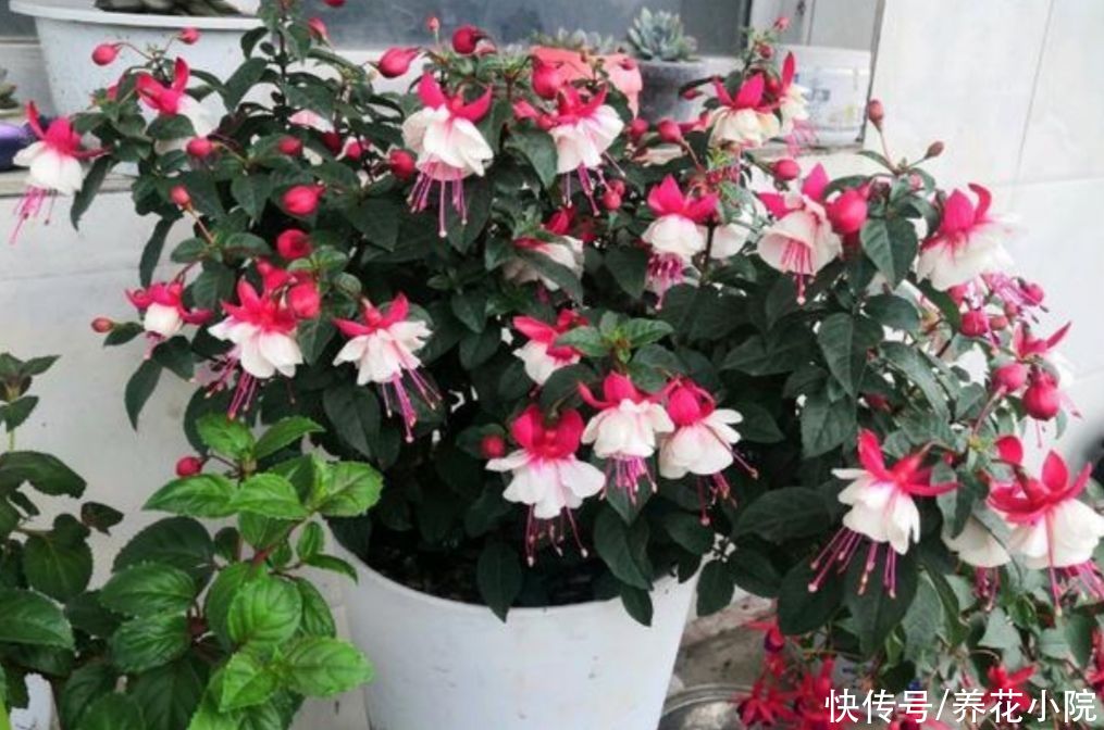 花卉|夏天6种花很怕晒，早做好遮阳，防止植株被晒伤