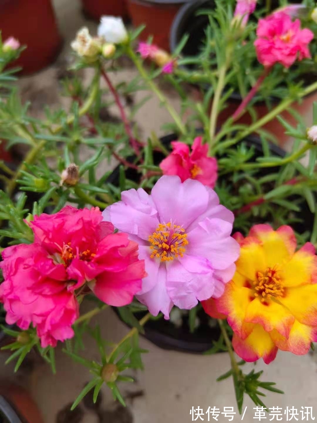 风雨兰|3种花,越热越开花,越晒越开花,花色丰富又鲜艳