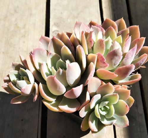 春天养白凤，满足3个条件，避免长成大包菜，养成粉嫩老桩！