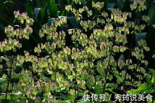 快速消灭入侵多肉“不死鸟”,要放大招,连根拔十次,彻底消灭光