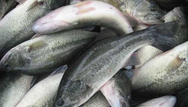 海鱼|以后去市场,就买这5种海鱼,便宜又好吃,鱼铺老板都要夸你懂行