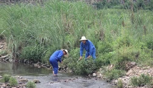 农村|农村常见野草，捣烂丢水里能麻醉鱼，村民用来酿酒是一绝