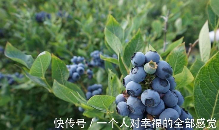 延缓衰老|这六种食物排毒养颜还提高免疫力,经常吃这些好处不请自来!