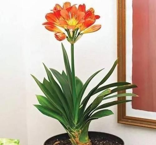 花都会|想把君子兰养好，掌握这四个方法，能开出美丽的花朵