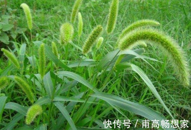 狗尾巴草|农民最恨的“狗尾草”，竟是珍贵的中药，了解下好处多多